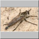 Philonicus albiceps - Sand-Raubfliege m04 19mm.jpg